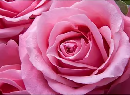 The Gardener of Life