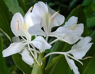 अबोलीची झाली गुलबकावली